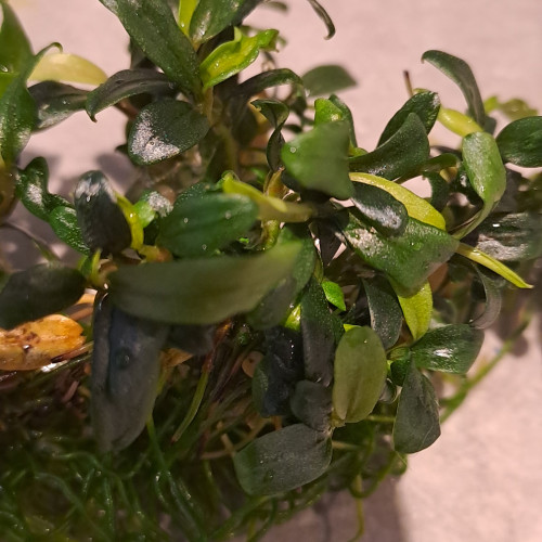 Bucephalandra micrantha needle leaf