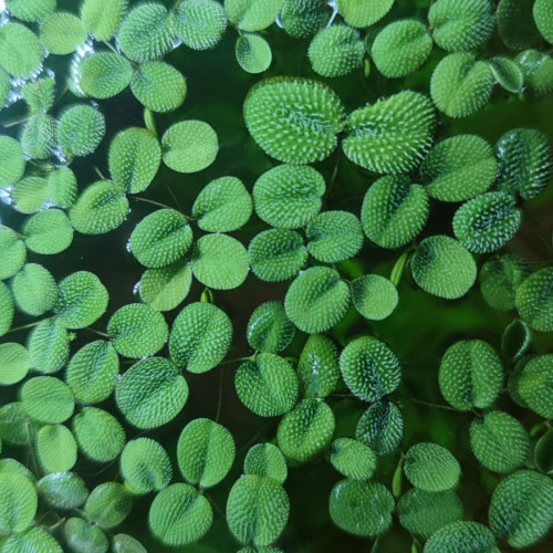 Salvinia Minima