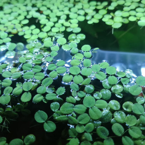 Salvinia Minima
