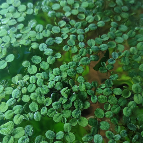 Salvinia Minima