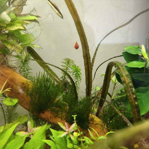 Cryptocoryne Crispapula