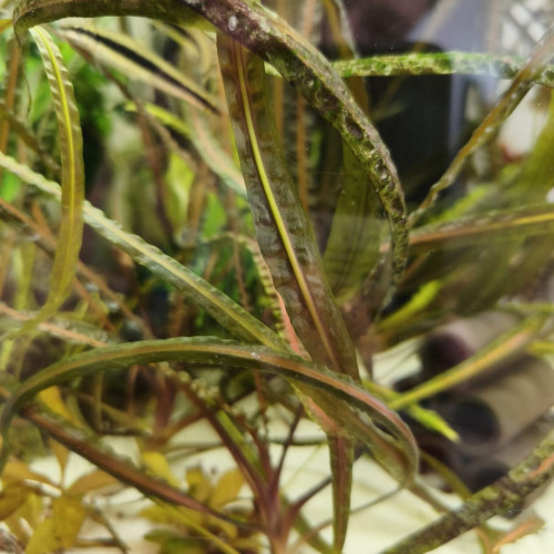 Cryptocoryne Crispapula