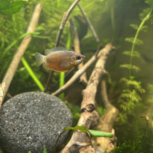 Gourami miel (Trichogaster chuna) femelle red