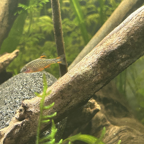 Don 2 Danio margaritatus (Galaxy)