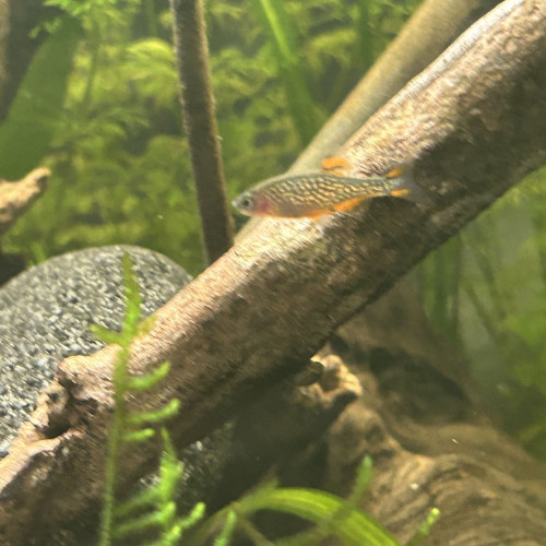Don 2 Danio margaritatus (Galaxy)