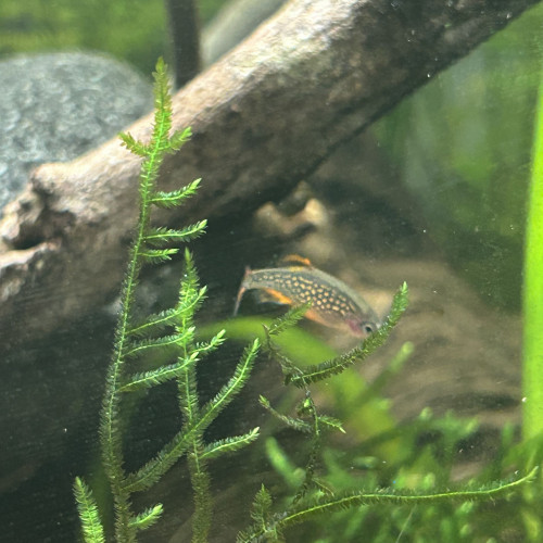 Don 2 Danio margaritatus (Galaxy)