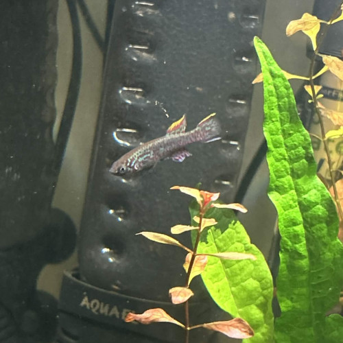 Fundulopanchax gardneri nigerianus mâle (killi)