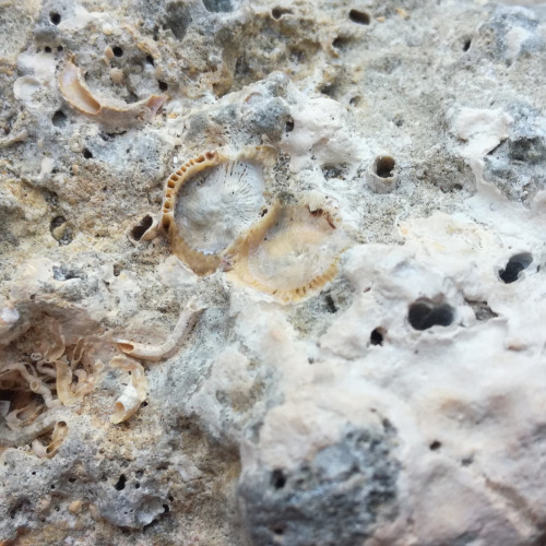 Pierres pour aquarium récifal et eau de mer