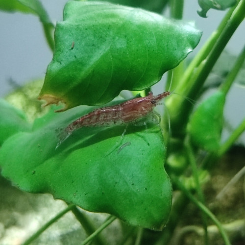 Crevettes déclassées