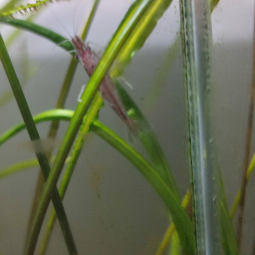 Crevettes déclassées