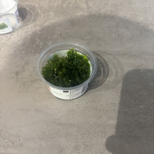 Varech d’eau douce