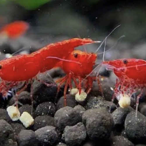 Crevette neocaridina rouge