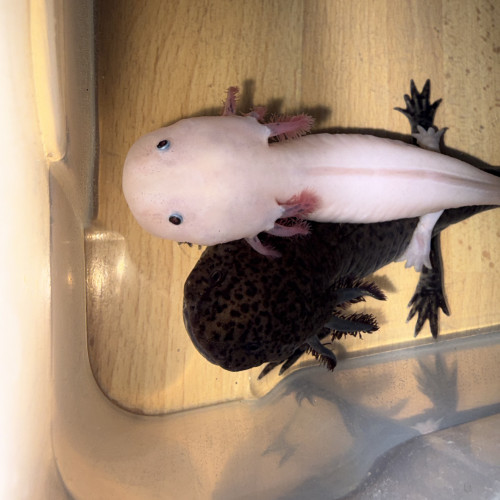 Axolotl