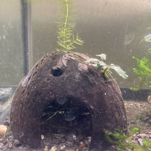 Demi noix ? coco avec Bucephalandra et caverne