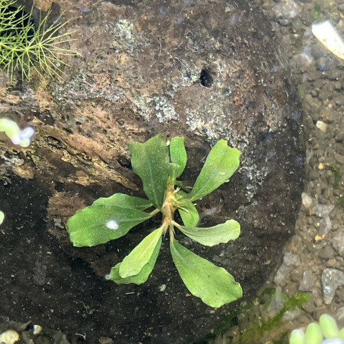 Demi noix ? coco avec Bucephalandra et caverne