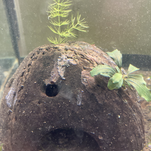 Demi noix ? coco avec Bucephalandra et caverne