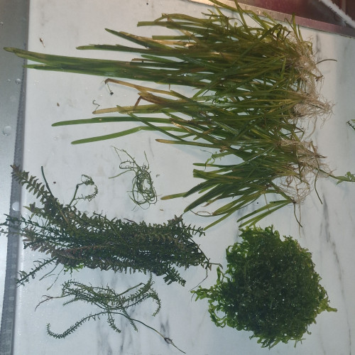 échange plantes d'aquarium