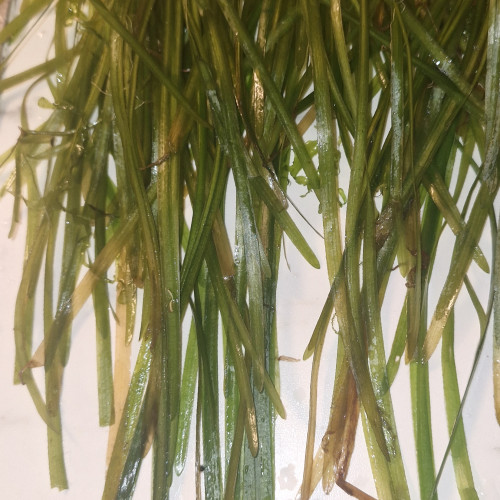 échange plantes d'aquarium