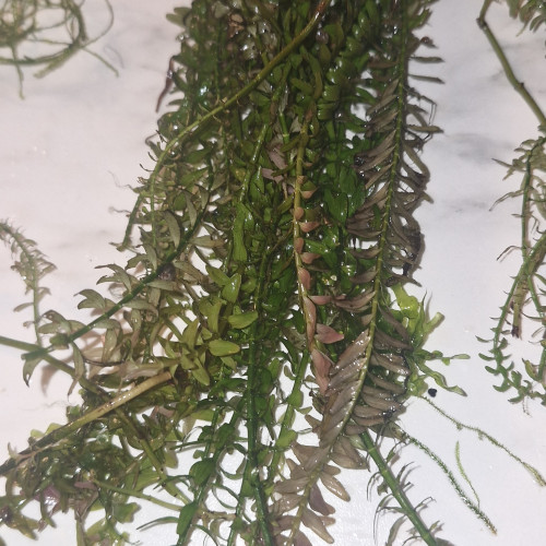 échange plantes d'aquarium