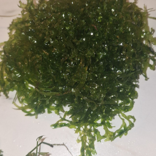 échange plantes d'aquarium