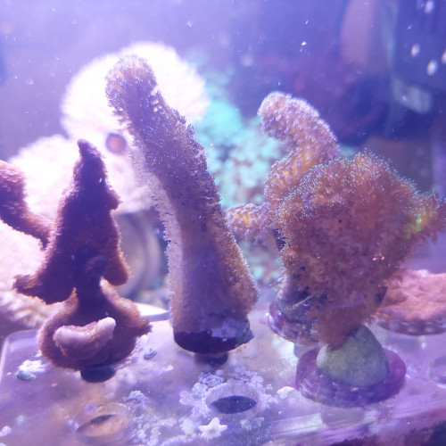 Montipora / Pocillopora / Stylophora