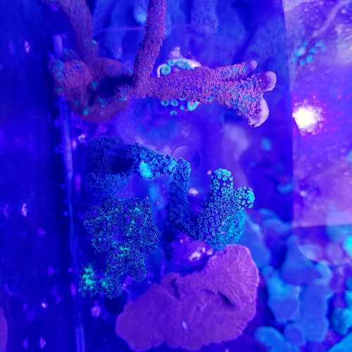 Montipora / Pocillopora / Stylophora