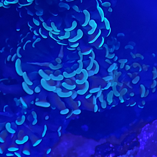 Euphyllia paraancora 4 tètes