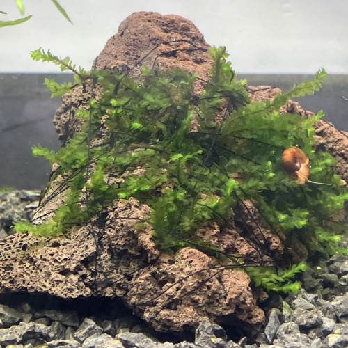 Plusieurs plantes dont des epiphytes