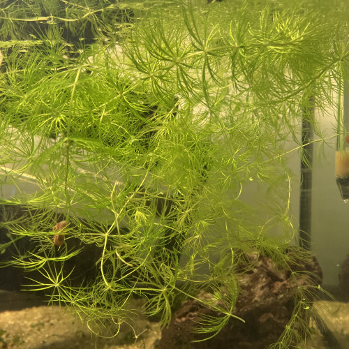 Plusieurs plantes dont des epiphytes