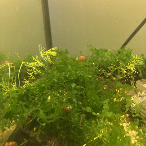 Plusieurs plantes dont des epiphytes