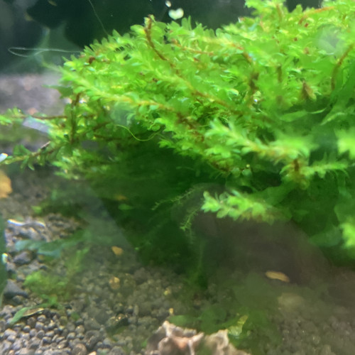 Plusieurs plantes dont des epiphytes