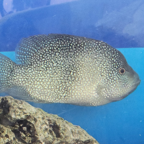 cichlides americains texas cpl adulte +-22cm