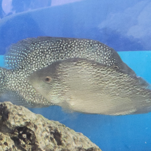 cichlides americains texas cpl adulte +-22cm