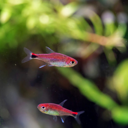 Recherche Tetra rubis (Axelrodia riesei)