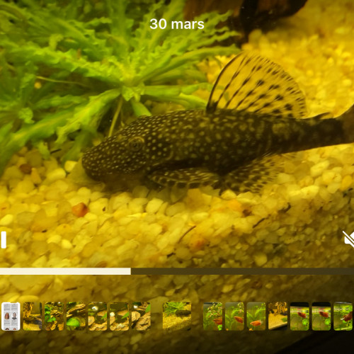 Donne bébé ancistrus 2 mois