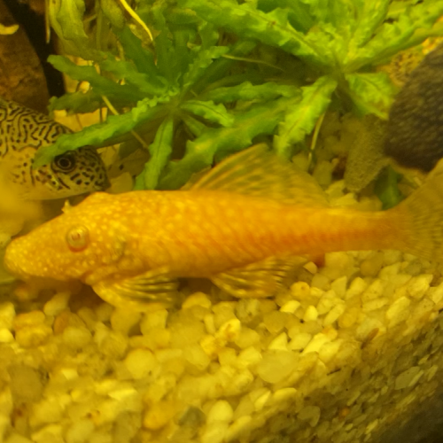 Donne bébé ancistrus 2 mois