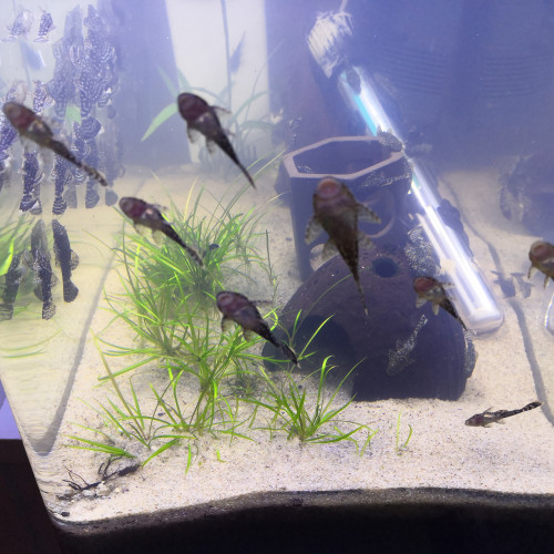 Ancistrus - Jeunes nés en 2026 cherchent nouvelle maison.