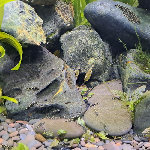 Sewellia sp. spotted SEW01