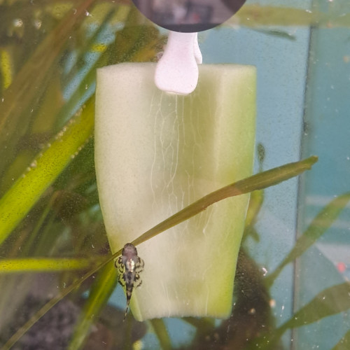 Sewellia sp. spotted SEW01