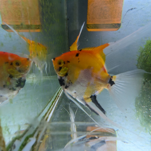 Jeunes scalaires Koi – 3 cm – Bretagne (Brest)