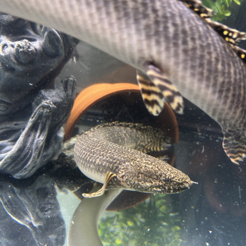 Deux Polypterus Ornatipinnis