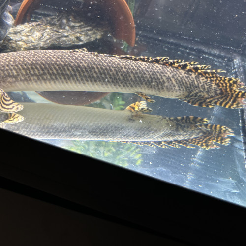 Deux Polypterus Ornatipinnis