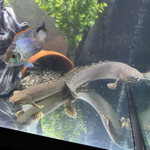 Deux Polypterus Ornatipinnis