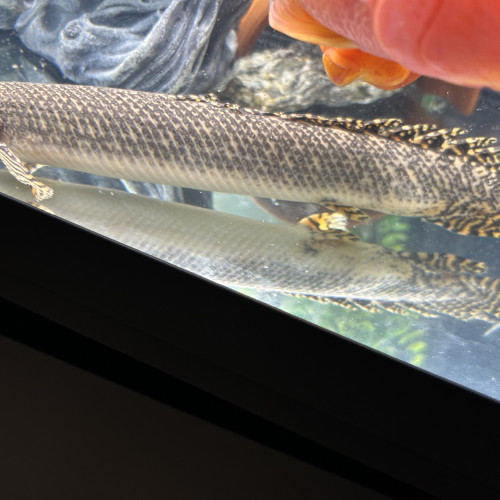 Deux Polypterus Ornatipinnis