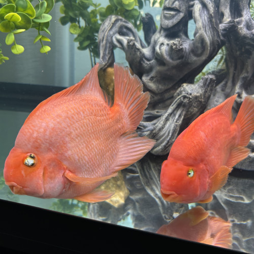 Deux poisson perroquet 25cm