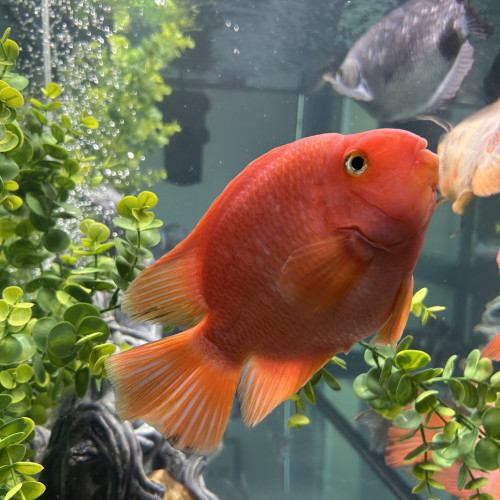 Deux poisson perroquet 25cm