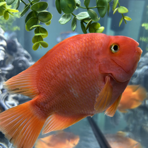 Deux poisson perroquet 25cm