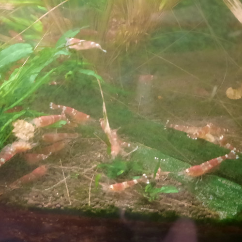 Crevette Caridina Cantonensis