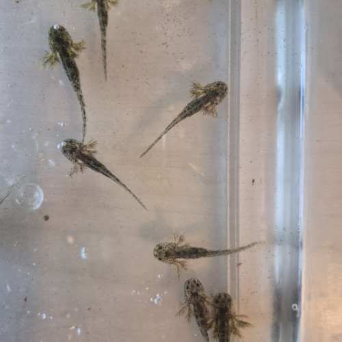 Axolotl juvénile