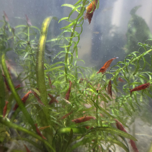 Crevettes red cherry